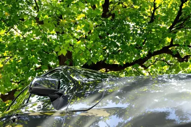 Une voiture brillante stationnée sous un arbre feuillu protégeant sa carrosserie du soleil.